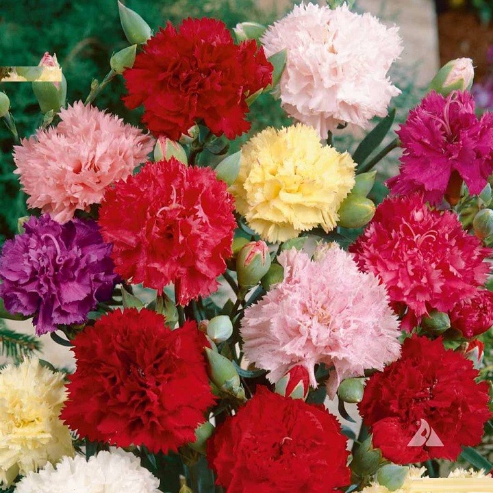( SIÊU HOT ) Hạt Giống Hoa Cẩm Chướng kép Mix 50 hạt