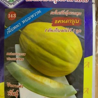 HẠT GIỐNG DƯA LÊ CANARY VỎ NHĂN THÁI LAN