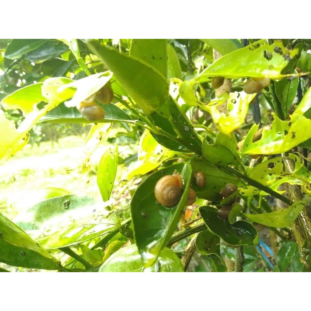 Bả diệt Ốc Sên sinh học, an toàn cho người và vật nuôi - gói 200g