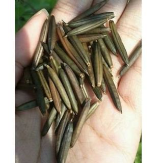 Combo 20 quả nổ sâm tanh tách