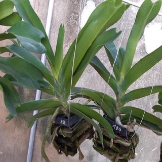 Cây đẹp khỏe hoa lan giáng hương ngọc điểm trắng
