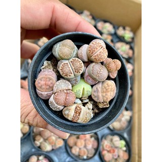 SEN MÔNG-THẠCH LAN-LITHOP