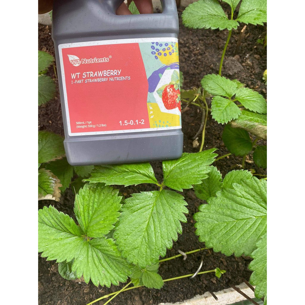 WT Nutrients Strawberry Dinh dưỡng ĐẶC BIỆT cho cây dâu tây.