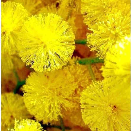 Hạt giống hoa MIMOSA ( cây trinh nữ)- 10 hạt
