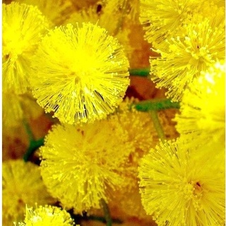 Hạt giống hoa mimosa - 10 hạt