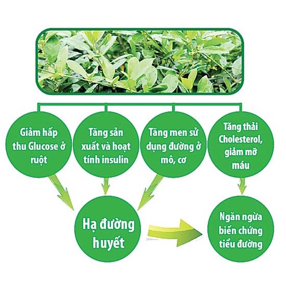 Dây thìa canh - Phòng và hỗ trợ trị tiểu đường