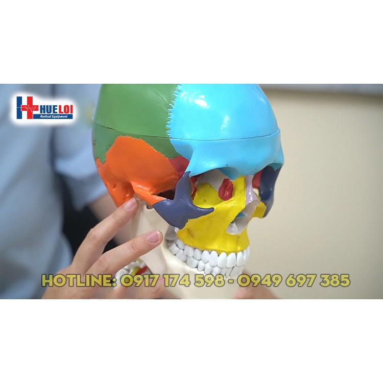 Mô hình giải phẫu xương sọ và cột sống cổ