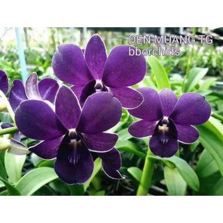 Hoa Lan Dendro màu đen ngọc trai cây tơ