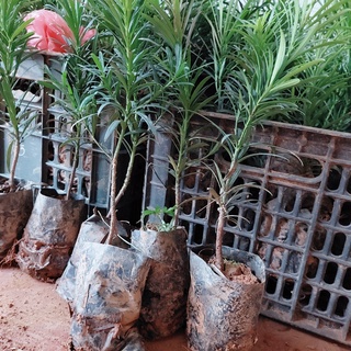 Combo 10 cây tùng la hán tùng vạn niên tùng nhât