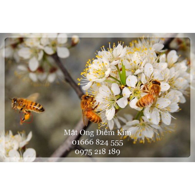 Phấn hoa ngâm mật ong | Thế Giới Skin Care