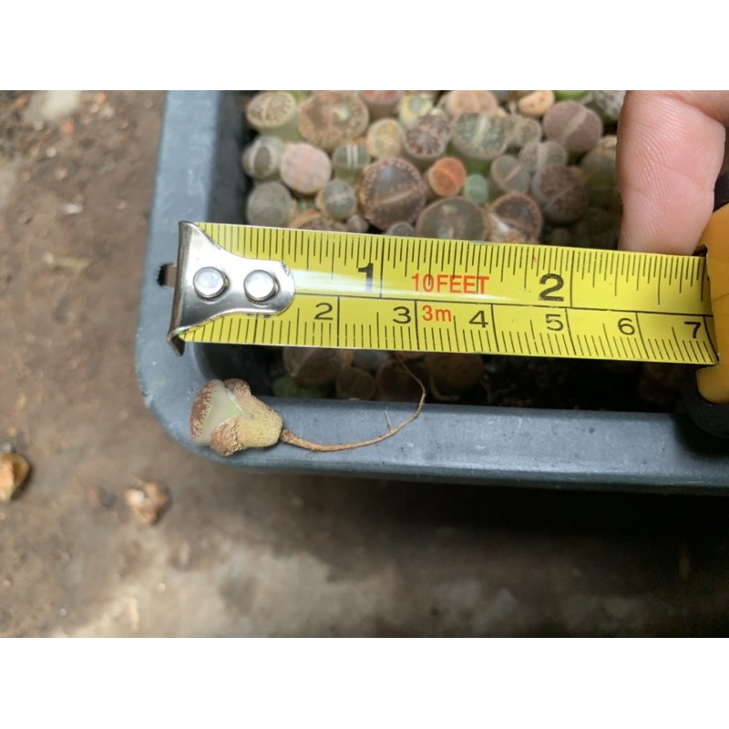 HÀNG MỚI VỀ - 1 cây sen Mông (thạch lan) Lithops rễ trần kích thước 1.5-2 cm màu sắc ngẫu nhiên - Sen đá độc lạ hot