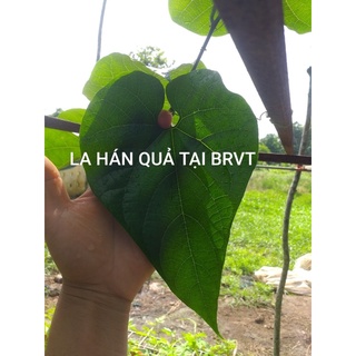 cây giống La Hán Quả