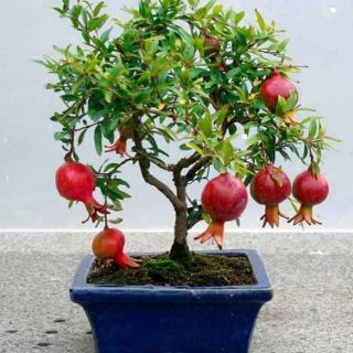 Cây 🌲 Lựu đỏ...Ấn Độ đang
