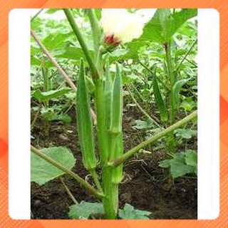 Hạt giống đậu bắp cao sản