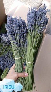 Hoa Oải Hương Lavende - Pháp