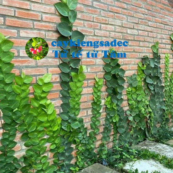Caykiengsadec - Dây leo Tắc kè thái+ tặng phân bón - hoa kiểng lá-trang trí nội thất cảnh quan sân vườn ngoài trời