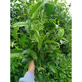 Lá trà xanh tươi Lâm Đồng