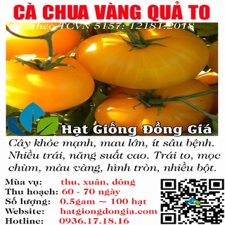 0,5gram hạt giống cà chua trái to vàng mau lớn,nhiều bột, ngon ngọt