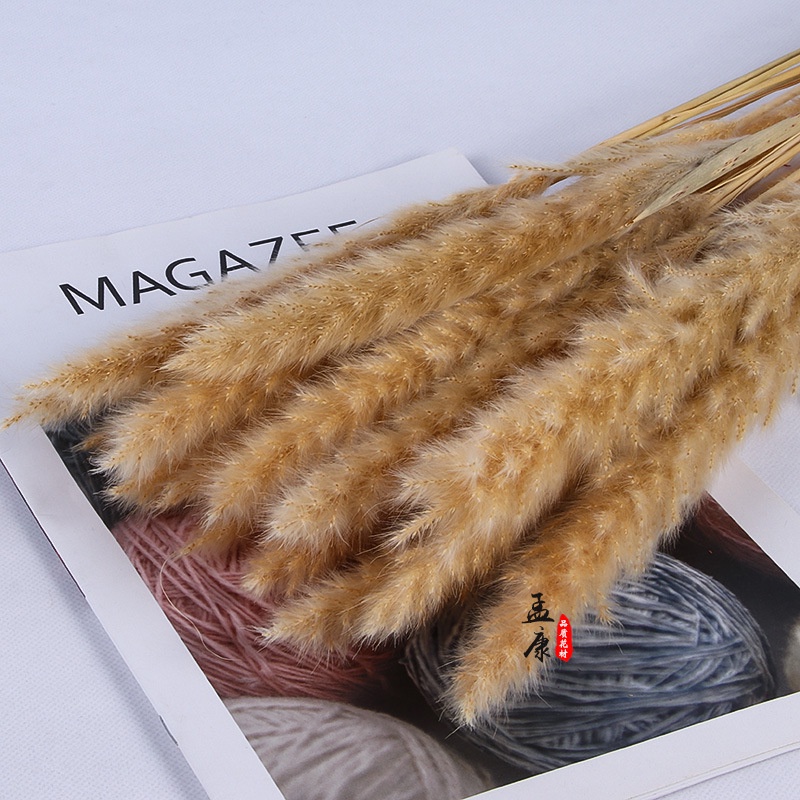 Hoa khô trang trí Cỏ lau nhọn khô màu đẹp trang trí decor phòng cắm lọ cao (60-70cm)