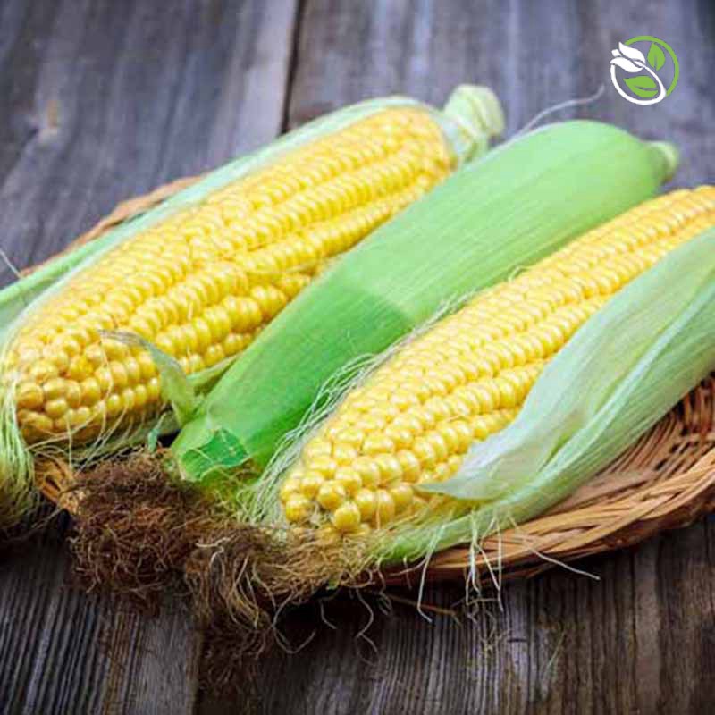 Hạt Giống Bắp Ngọt Lai F1 HighLand 39 Phú Nông - Gói 5g - Sweet Corn