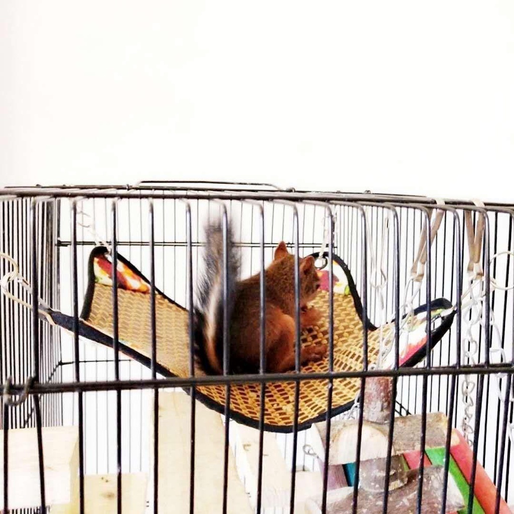 Võng Treo Mềm Thoáng Khí Cho Chuột Hamster 28 * 28CM