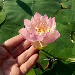 Củ sen mini Keelin