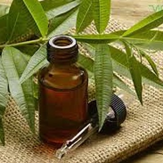 Tinh Dầu Tràm Trà ( Tea Tree Oil )