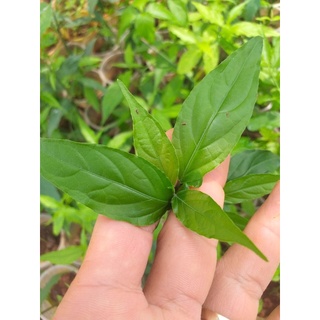 Cây Xương Khỉ (Bìm Bịp, Mảnh Cộng)