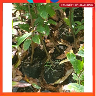 Combo 10 cây mai vàng quấn rễ cao 30-50cm