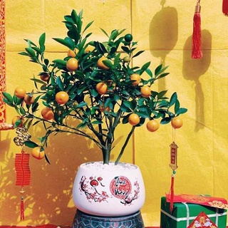 Cây quất chua cho trái quanh năm