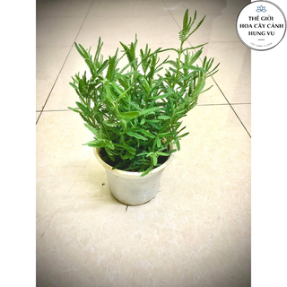 Cây oải hương - lavender cao 30 cm ..