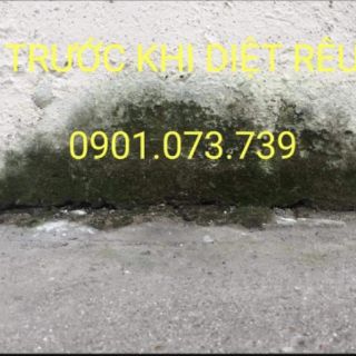 BỘT DIỆT RONG RÊU, NẤM MỐC