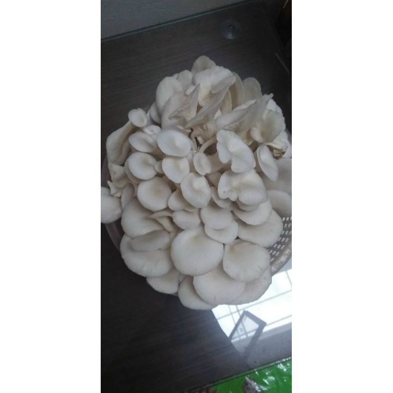 Phôi nấm bào ngư trắng size đại