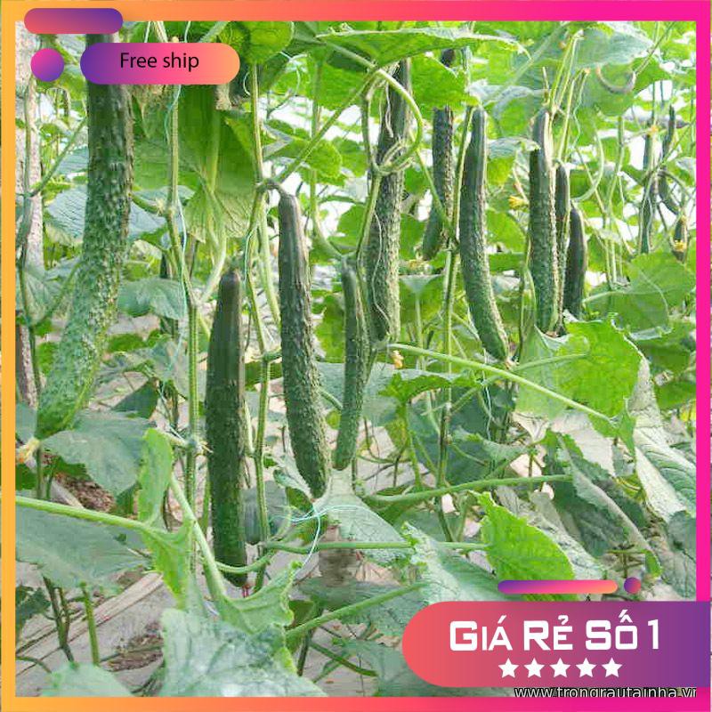 Hạt giống Dưa chuột Nhật