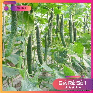 Hạt giống Dưa chuột Nhật