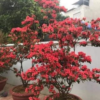 combo 2 Cây giống đỗ quyên