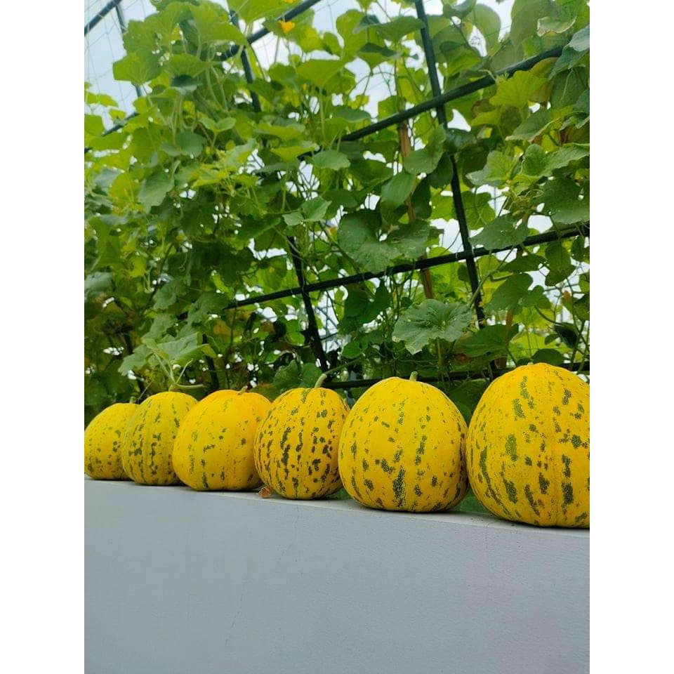 Dưa Lê Tiger Siêu Ngọt