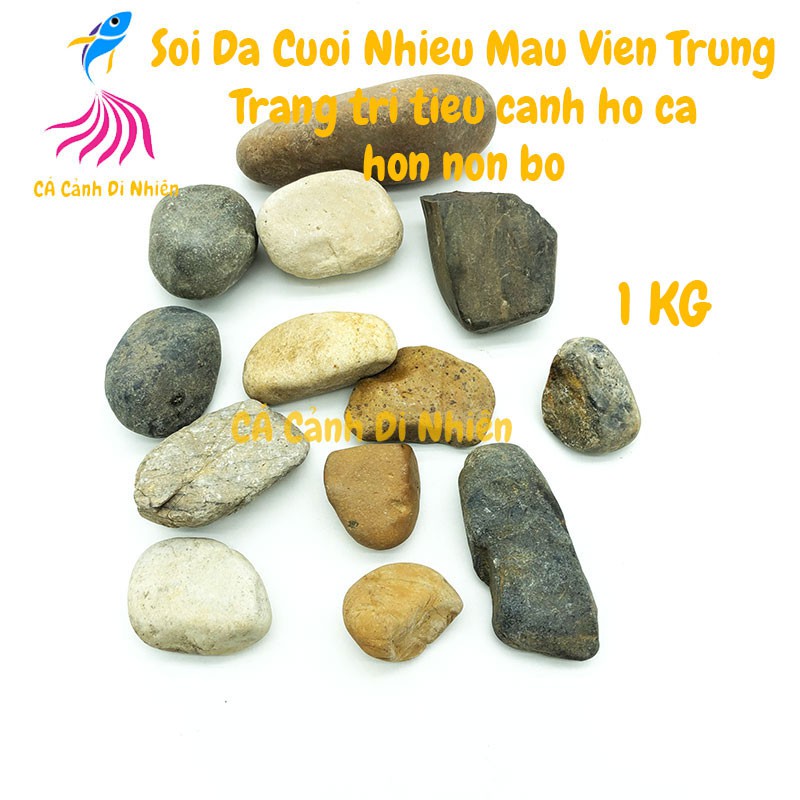 Sỏi đá cuội 1KG GIÁ RẺ nhiều màu viên trung trang trí tiểu cảnh hòn non bộ