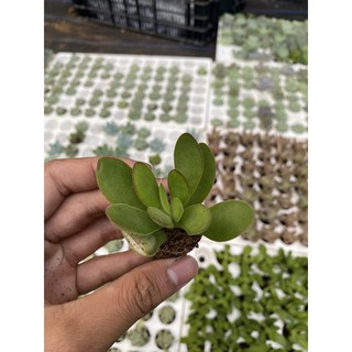 Sen đá bươm bướm