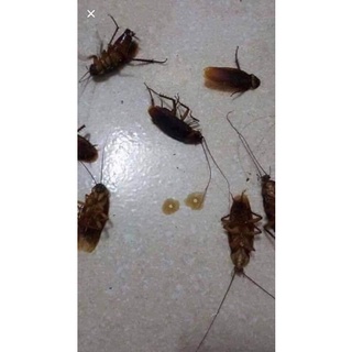 diệt Kiến - gián sinh học