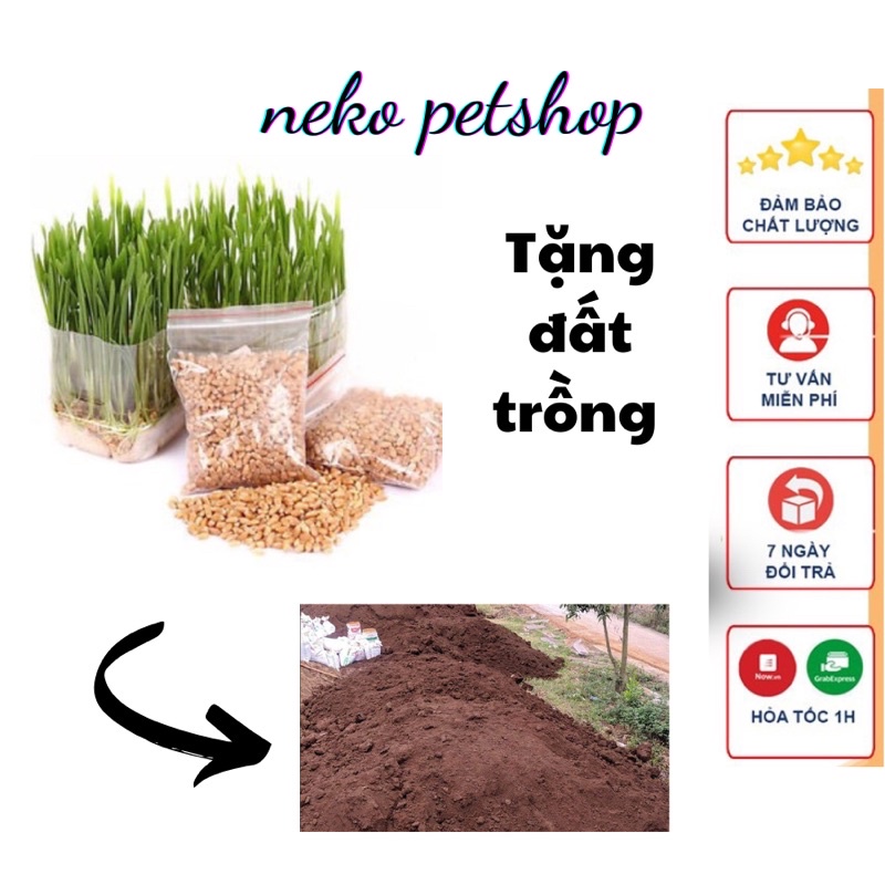 hạt giống cỏ mèo