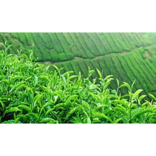 Cây giống CHÈ XANH