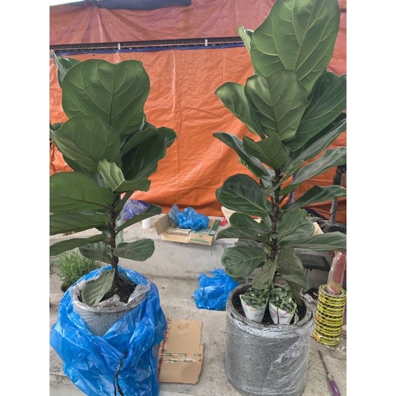 Cây Bàng Singapore