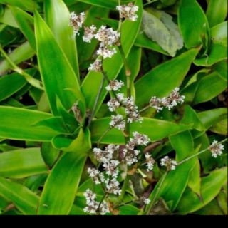 cây lược vàng lớn 15k giống hình 3