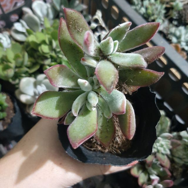 Sen Đá Nhung Viền Đỏ 4-6cm siêu đẹp - 1 đổi 1.