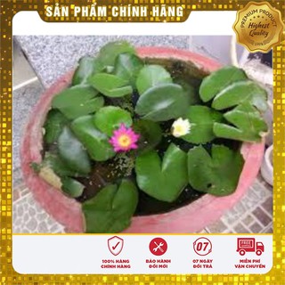 Hạt Giống Súng Mini Thái(5 hạt)