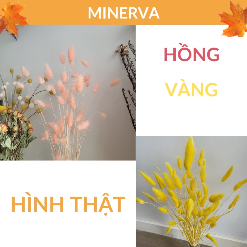 [TRANG TRÍ]  Cỏ đuôi thỏ - cỏ khô Bunny Tails decor, trang trí nhà cửa, phụ kiện chụp ảnh