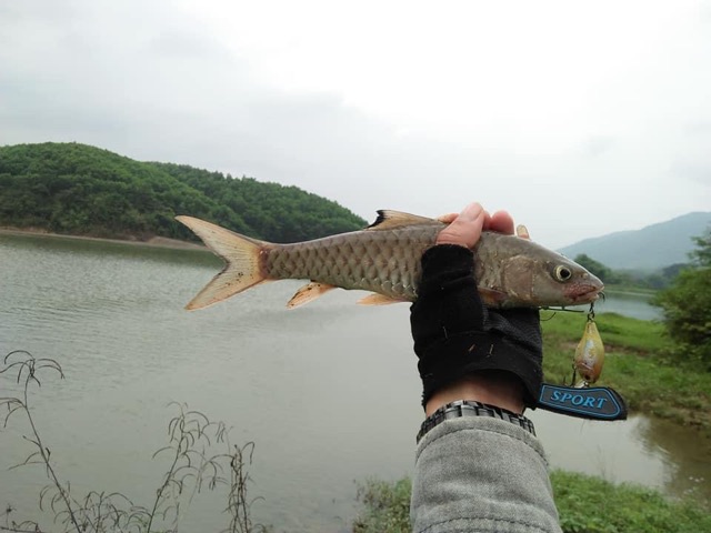 Mồi cá giả chuyên săn cá chày , cá tráp ECOODA