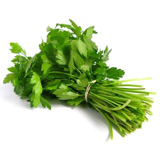 HẠT giống ngò rí (RAU NGÒ HẠT LỚN PHÁP) - GÓI 20 GRAM