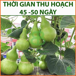 Hạt giống BẦU HỒ LÔ Năng Suất Cao